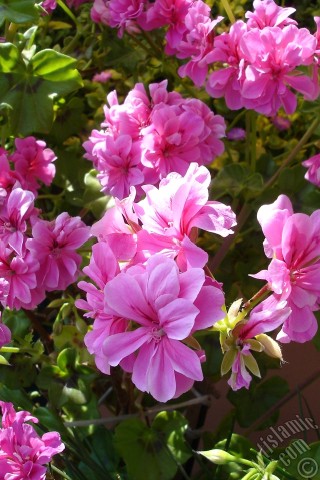 A mobile wallpaper and MMS picture for Apple iPhone 7s, 6s, 5s, 4s, Plus, iPods, iPads, New iPads, Samsung Galaxy S Series and Notes, Sony Ericsson Xperia, LG Mobile Phones, Tablets and Devices: Pink Colored Pelargonia -Geranium- flower.

