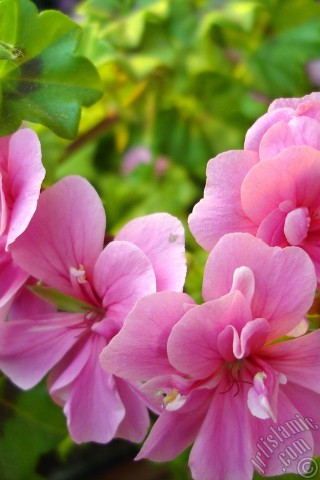 A mobile wallpaper and MMS picture for Apple iPhone 7s, 6s, 5s, 4s, Plus, iPods, iPads, New iPads, Samsung Galaxy S Series and Notes, Sony Ericsson Xperia, LG Mobile Phones, Tablets and Devices: Pink Colored Pelargonia -Geranium- flower.
