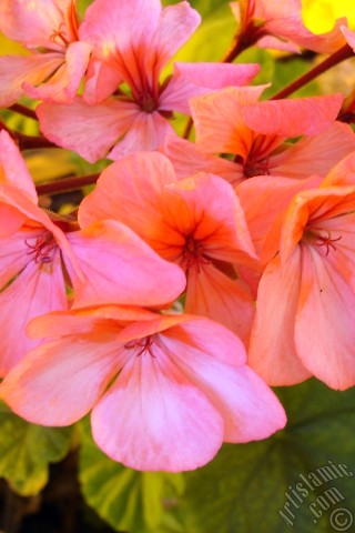 A mobile wallpaper and MMS picture for Apple iPhone 7s, 6s, 5s, 4s, Plus, iPods, iPads, New iPads, Samsung Galaxy S Series and Notes, Sony Ericsson Xperia, LG Mobile Phones, Tablets and Devices: Pink Colored Pelargonia -Geranium- flower.
