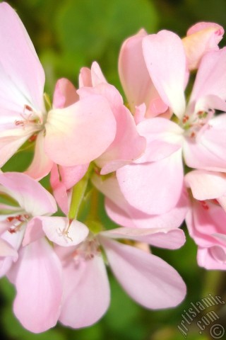 A mobile wallpaper and MMS picture for Apple iPhone 7s, 6s, 5s, 4s, Plus, iPods, iPads, New iPads, Samsung Galaxy S Series and Notes, Sony Ericsson Xperia, LG Mobile Phones, Tablets and Devices: Pink Colored Pelargonia -Geranium- flower.
