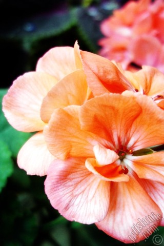 A mobile wallpaper and MMS picture for Apple iPhone 7s, 6s, 5s, 4s, Plus, iPods, iPads, New iPads, Samsung Galaxy S Series and Notes, Sony Ericsson Xperia, LG Mobile Phones, Tablets and Devices: Pink Colored Pelargonia -Geranium- flower.
