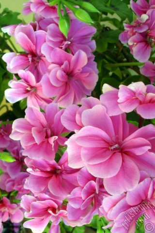A mobile wallpaper and MMS picture for Apple iPhone 7s, 6s, 5s, 4s, Plus, iPods, iPads, New iPads, Samsung Galaxy S Series and Notes, Sony Ericsson Xperia, LG Mobile Phones, Tablets and Devices: Pink Colored Pelargonia -Geranium- flower.
