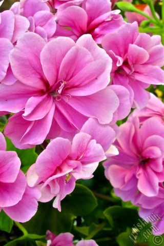 A mobile wallpaper and MMS picture for Apple iPhone 7s, 6s, 5s, 4s, Plus, iPods, iPads, New iPads, Samsung Galaxy S Series and Notes, Sony Ericsson Xperia, LG Mobile Phones, Tablets and Devices: Pink Colored Pelargonia -Geranium- flower.
