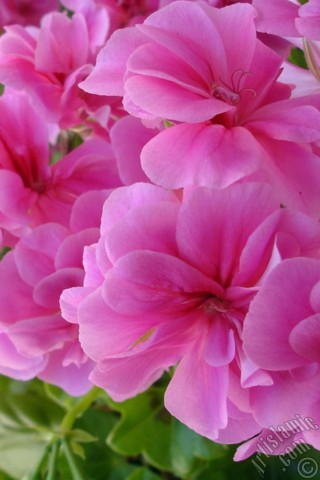 A mobile wallpaper and MMS picture for Apple iPhone 7s, 6s, 5s, 4s, Plus, iPods, iPads, New iPads, Samsung Galaxy S Series and Notes, Sony Ericsson Xperia, LG Mobile Phones, Tablets and Devices: Pink Colored Pelargonia -Geranium- flower.
