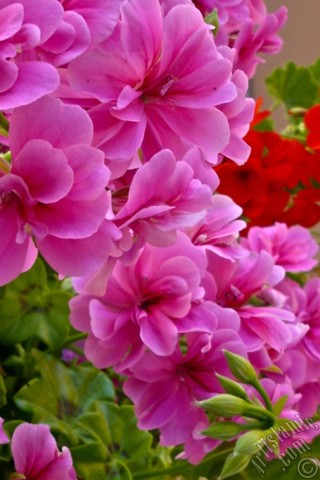 A mobile wallpaper and MMS picture for Apple iPhone 7s, 6s, 5s, 4s, Plus, iPods, iPads, New iPads, Samsung Galaxy S Series and Notes, Sony Ericsson Xperia, LG Mobile Phones, Tablets and Devices: Pink Colored Pelargonia -Geranium- flower.
