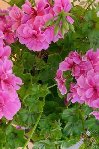 A mobile wallpaper and MMS picture for Apple iPhone 7s, 6s, 5s, 4s, Plus, iPods, iPads, New iPads, Samsung Galaxy S Series and Notes, Sony Ericsson Xperia, LG Mobile Phones, Tablets and Devices: Pink Colored Pelargonia -Geranium- flower.
