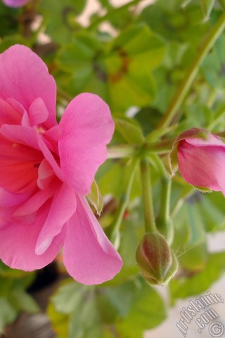 A mobile wallpaper and MMS picture for Apple iPhone 7s, 6s, 5s, 4s, Plus, iPods, iPads, New iPads, Samsung Galaxy S Series and Notes, Sony Ericsson Xperia, LG Mobile Phones, Tablets and Devices: Pink Colored Pelargonia -Geranium- flower.
