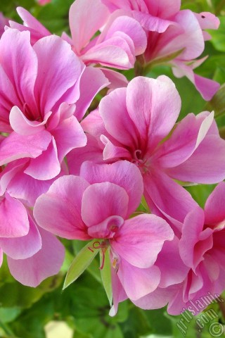 A mobile wallpaper and MMS picture for Apple iPhone 7s, 6s, 5s, 4s, Plus, iPods, iPads, New iPads, Samsung Galaxy S Series and Notes, Sony Ericsson Xperia, LG Mobile Phones, Tablets and Devices: Pink Colored Pelargonia -Geranium- flower.
