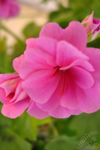 A mobile wallpaper and MMS picture for Apple iPhone 7s, 6s, 5s, 4s, Plus, iPods, iPads, New iPads, Samsung Galaxy S Series and Notes, Sony Ericsson Xperia, LG Mobile Phones, Tablets and Devices: Pink Colored Pelargonia -Geranium- flower.

