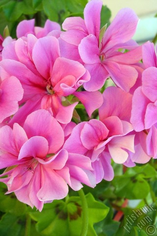 A mobile wallpaper and MMS picture for Apple iPhone 7s, 6s, 5s, 4s, Plus, iPods, iPads, New iPads, Samsung Galaxy S Series and Notes, Sony Ericsson Xperia, LG Mobile Phones, Tablets and Devices: Pink Colored Pelargonia -Geranium- flower.
