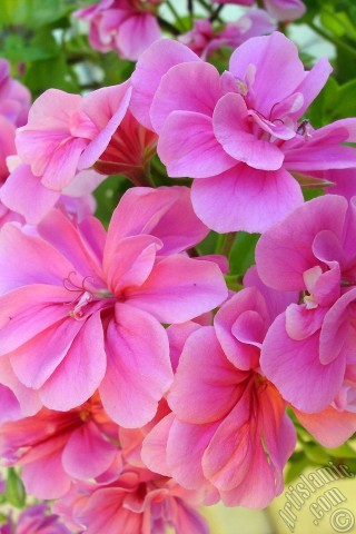 A mobile wallpaper and MMS picture for Apple iPhone 7s, 6s, 5s, 4s, Plus, iPods, iPads, New iPads, Samsung Galaxy S Series and Notes, Sony Ericsson Xperia, LG Mobile Phones, Tablets and Devices: Pink Colored Pelargonia -Geranium- flower.
