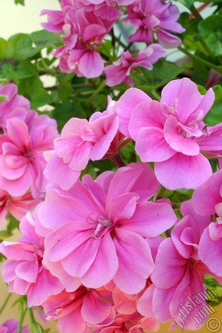 A mobile wallpaper and MMS picture for Apple iPhone 7s, 6s, 5s, 4s, Plus, iPods, iPads, New iPads, Samsung Galaxy S Series and Notes, Sony Ericsson Xperia, LG Mobile Phones, Tablets and Devices: Pink Colored Pelargonia -Geranium- flower.
