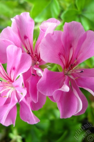 A mobile wallpaper and MMS picture for Apple iPhone 7s, 6s, 5s, 4s, Plus, iPods, iPads, New iPads, Samsung Galaxy S Series and Notes, Sony Ericsson Xperia, LG Mobile Phones, Tablets and Devices: Pink Colored Pelargonia -Geranium- flower.
