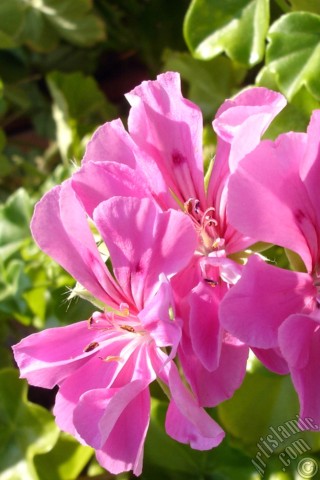 A mobile wallpaper and MMS picture for Apple iPhone 7s, 6s, 5s, 4s, Plus, iPods, iPads, New iPads, Samsung Galaxy S Series and Notes, Sony Ericsson Xperia, LG Mobile Phones, Tablets and Devices: Pink Colored Pelargonia -Geranium- flower.
