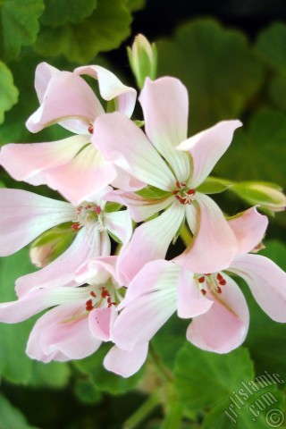 A mobile wallpaper and MMS picture for Apple iPhone 7s, 6s, 5s, 4s, Plus, iPods, iPads, New iPads, Samsung Galaxy S Series and Notes, Sony Ericsson Xperia, LG Mobile Phones, Tablets and Devices: Pink Colored Pelargonia -Geranium- flower.

