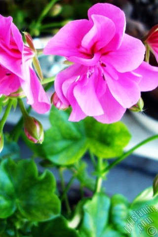 A mobile wallpaper and MMS picture for Apple iPhone 7s, 6s, 5s, 4s, Plus, iPods, iPads, New iPads, Samsung Galaxy S Series and Notes, Sony Ericsson Xperia, LG Mobile Phones, Tablets and Devices: Pink Colored Pelargonia -Geranium- flower.
