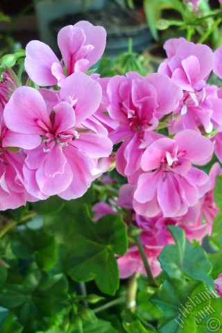 A mobile wallpaper and MMS picture for Apple iPhone 7s, 6s, 5s, 4s, Plus, iPods, iPads, New iPads, Samsung Galaxy S Series and Notes, Sony Ericsson Xperia, LG Mobile Phones, Tablets and Devices: Pink Colored Pelargonia -Geranium- flower.
