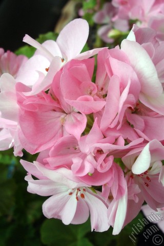 A mobile wallpaper and MMS picture for Apple iPhone 7s, 6s, 5s, 4s, Plus, iPods, iPads, New iPads, Samsung Galaxy S Series and Notes, Sony Ericsson Xperia, LG Mobile Phones, Tablets and Devices: Pink Colored Pelargonia -Geranium- flower.
