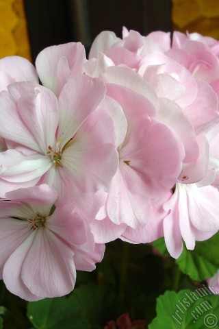 A mobile wallpaper and MMS picture for Apple iPhone 7s, 6s, 5s, 4s, Plus, iPods, iPads, New iPads, Samsung Galaxy S Series and Notes, Sony Ericsson Xperia, LG Mobile Phones, Tablets and Devices: Pink Colored Pelargonia -Geranium- flower.
