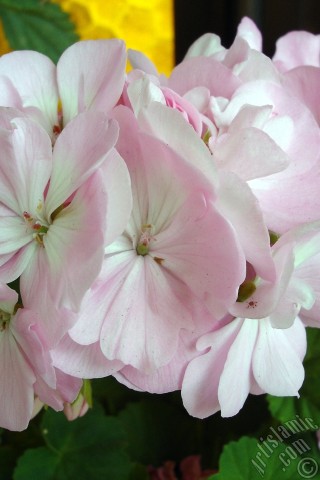 A mobile wallpaper and MMS picture for Apple iPhone 7s, 6s, 5s, 4s, Plus, iPods, iPads, New iPads, Samsung Galaxy S Series and Notes, Sony Ericsson Xperia, LG Mobile Phones, Tablets and Devices: Pink Colored Pelargonia -Geranium- flower.
