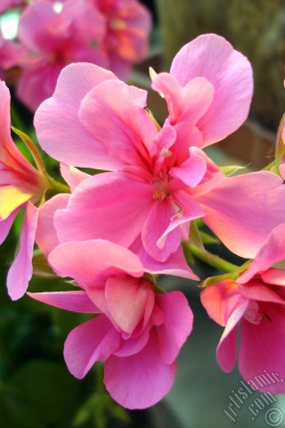 A mobile wallpaper and MMS picture for Apple iPhone 7s, 6s, 5s, 4s, Plus, iPods, iPads, New iPads, Samsung Galaxy S Series and Notes, Sony Ericsson Xperia, LG Mobile Phones, Tablets and Devices: Pink Colored Pelargonia -Geranium- flower.
