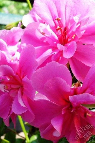 A mobile wallpaper and MMS picture for Apple iPhone 7s, 6s, 5s, 4s, Plus, iPods, iPads, New iPads, Samsung Galaxy S Series and Notes, Sony Ericsson Xperia, LG Mobile Phones, Tablets and Devices: Pink Colored Pelargonia -Geranium- flower.
