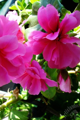 A mobile wallpaper and MMS picture for Apple iPhone 7s, 6s, 5s, 4s, Plus, iPods, iPads, New iPads, Samsung Galaxy S Series and Notes, Sony Ericsson Xperia, LG Mobile Phones, Tablets and Devices: Pink Colored Pelargonia -Geranium- flower.

