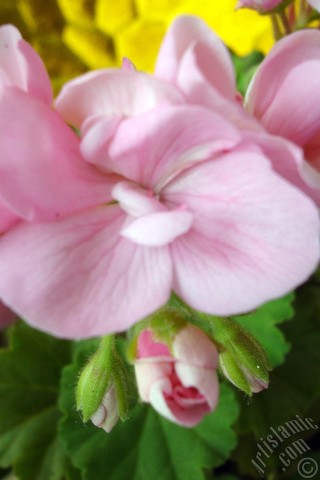 A mobile wallpaper and MMS picture for Apple iPhone 7s, 6s, 5s, 4s, Plus, iPods, iPads, New iPads, Samsung Galaxy S Series and Notes, Sony Ericsson Xperia, LG Mobile Phones, Tablets and Devices: Pink Colored Pelargonia -Geranium- flower.
