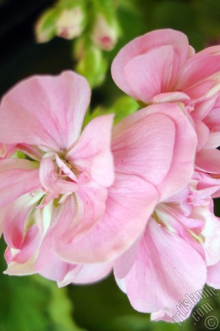 A mobile wallpaper and MMS picture for Apple iPhone 7s, 6s, 5s, 4s, Plus, iPods, iPads, New iPads, Samsung Galaxy S Series and Notes, Sony Ericsson Xperia, LG Mobile Phones, Tablets and Devices: Pink Colored Pelargonia -Geranium- flower.
