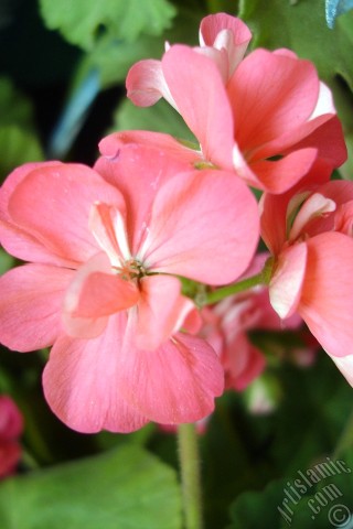 A mobile wallpaper and MMS picture for Apple iPhone 7s, 6s, 5s, 4s, Plus, iPods, iPads, New iPads, Samsung Galaxy S Series and Notes, Sony Ericsson Xperia, LG Mobile Phones, Tablets and Devices: Pink Colored Pelargonia -Geranium- flower.
