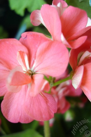 A mobile wallpaper and MMS picture for Apple iPhone 7s, 6s, 5s, 4s, Plus, iPods, iPads, New iPads, Samsung Galaxy S Series and Notes, Sony Ericsson Xperia, LG Mobile Phones, Tablets and Devices: Pink Colored Pelargonia -Geranium- flower.
