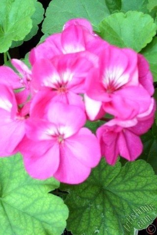 A mobile wallpaper and MMS picture for Apple iPhone 7s, 6s, 5s, 4s, Plus, iPods, iPads, New iPads, Samsung Galaxy S Series and Notes, Sony Ericsson Xperia, LG Mobile Phones, Tablets and Devices: Pink Colored Pelargonia -Geranium- flower.
