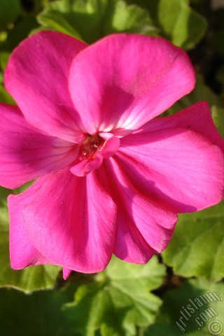 A mobile wallpaper and MMS picture for Apple iPhone 7s, 6s, 5s, 4s, Plus, iPods, iPads, New iPads, Samsung Galaxy S Series and Notes, Sony Ericsson Xperia, LG Mobile Phones, Tablets and Devices: Pink Colored Pelargonia -Geranium- flower.
