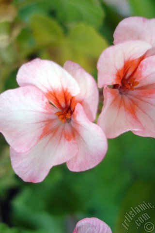 A mobile wallpaper and MMS picture for Apple iPhone 7s, 6s, 5s, 4s, Plus, iPods, iPads, New iPads, Samsung Galaxy S Series and Notes, Sony Ericsson Xperia, LG Mobile Phones, Tablets and Devices: Pink and red color Pelargonia -Geranium- flower.

