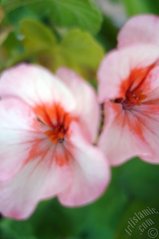 A mobile wallpaper and MMS picture for Apple iPhone 7s, 6s, 5s, 4s, Plus, iPods, iPads, New iPads, Samsung Galaxy S Series and Notes, Sony Ericsson Xperia, LG Mobile Phones, Tablets and Devices: Pink and red color Pelargonia -Geranium- flower.
