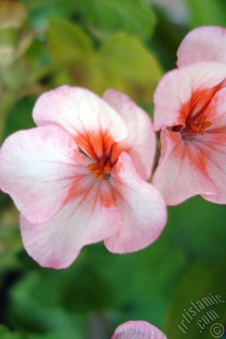 A mobile wallpaper and MMS picture for Apple iPhone 7s, 6s, 5s, 4s, Plus, iPods, iPads, New iPads, Samsung Galaxy S Series and Notes, Sony Ericsson Xperia, LG Mobile Phones, Tablets and Devices: Pink and red color Pelargonia -Geranium- flower.
