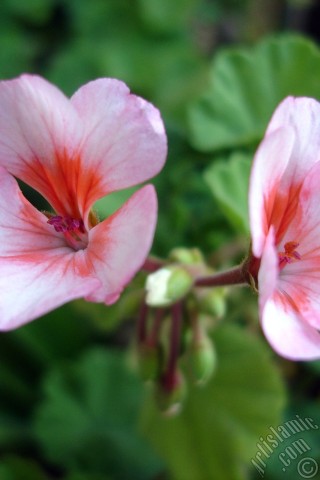 A mobile wallpaper and MMS picture for Apple iPhone 7s, 6s, 5s, 4s, Plus, iPods, iPads, New iPads, Samsung Galaxy S Series and Notes, Sony Ericsson Xperia, LG Mobile Phones, Tablets and Devices: Pink and red color Pelargonia -Geranium- flower.
