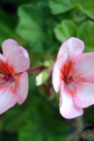 A mobile wallpaper and MMS picture for Apple iPhone 7s, 6s, 5s, 4s, Plus, iPods, iPads, New iPads, Samsung Galaxy S Series and Notes, Sony Ericsson Xperia, LG Mobile Phones, Tablets and Devices: Pink and red color Pelargonia -Geranium- flower.
