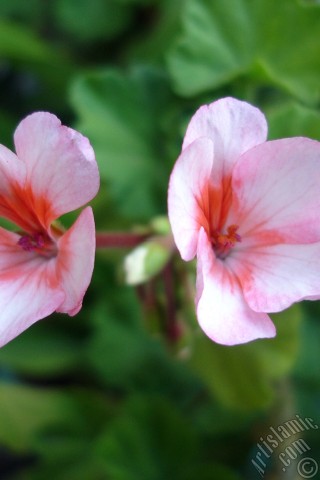 A mobile wallpaper and MMS picture for Apple iPhone 7s, 6s, 5s, 4s, Plus, iPods, iPads, New iPads, Samsung Galaxy S Series and Notes, Sony Ericsson Xperia, LG Mobile Phones, Tablets and Devices: Pink and red color Pelargonia -Geranium- flower.

