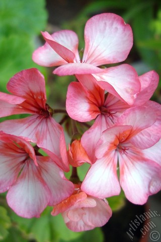 A mobile wallpaper and MMS picture for Apple iPhone 7s, 6s, 5s, 4s, Plus, iPods, iPads, New iPads, Samsung Galaxy S Series and Notes, Sony Ericsson Xperia, LG Mobile Phones, Tablets and Devices: Pink and red color Pelargonia -Geranium- flower.
