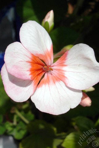A mobile wallpaper and MMS picture for Apple iPhone 7s, 6s, 5s, 4s, Plus, iPods, iPads, New iPads, Samsung Galaxy S Series and Notes, Sony Ericsson Xperia, LG Mobile Phones, Tablets and Devices: Pink and red color Pelargonia -Geranium- flower.
