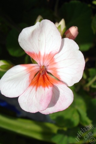 A mobile wallpaper and MMS picture for Apple iPhone 7s, 6s, 5s, 4s, Plus, iPods, iPads, New iPads, Samsung Galaxy S Series and Notes, Sony Ericsson Xperia, LG Mobile Phones, Tablets and Devices: Pink and red color Pelargonia -Geranium- flower.
