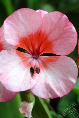 A mobile wallpaper and MMS picture for Apple iPhone 7s, 6s, 5s, 4s, Plus, iPods, iPads, New iPads, Samsung Galaxy S Series and Notes, Sony Ericsson Xperia, LG Mobile Phones, Tablets and Devices: Pink and red color Pelargonia -Geranium- flower.
