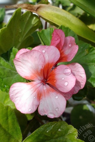 A mobile wallpaper and MMS picture for Apple iPhone 7s, 6s, 5s, 4s, Plus, iPods, iPads, New iPads, Samsung Galaxy S Series and Notes, Sony Ericsson Xperia, LG Mobile Phones, Tablets and Devices: Pink and red color Pelargonia -Geranium- flower.
