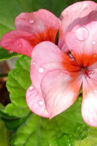 A mobile wallpaper and MMS picture for Apple iPhone 7s, 6s, 5s, 4s, Plus, iPods, iPads, New iPads, Samsung Galaxy S Series and Notes, Sony Ericsson Xperia, LG Mobile Phones, Tablets and Devices: Pink and red color Pelargonia -Geranium- flower.
