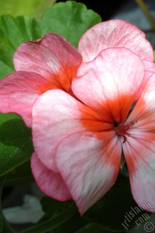 A mobile wallpaper and MMS picture for Apple iPhone 7s, 6s, 5s, 4s, Plus, iPods, iPads, New iPads, Samsung Galaxy S Series and Notes, Sony Ericsson Xperia, LG Mobile Phones, Tablets and Devices: Pink and red color Pelargonia -Geranium- flower.
