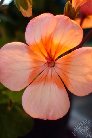 A mobile wallpaper and MMS picture for Apple iPhone 7s, 6s, 5s, 4s, Plus, iPods, iPads, New iPads, Samsung Galaxy S Series and Notes, Sony Ericsson Xperia, LG Mobile Phones, Tablets and Devices: Pink and red color Pelargonia -Geranium- flower.
