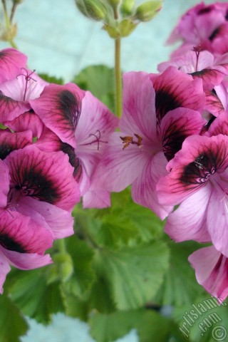 A mobile wallpaper and MMS picture for Apple iPhone 7s, 6s, 5s, 4s, Plus, iPods, iPads, New iPads, Samsung Galaxy S Series and Notes, Sony Ericsson Xperia, LG Mobile Phones, Tablets and Devices: Dark pink mottled Pelargonia -Geranium- flower.
