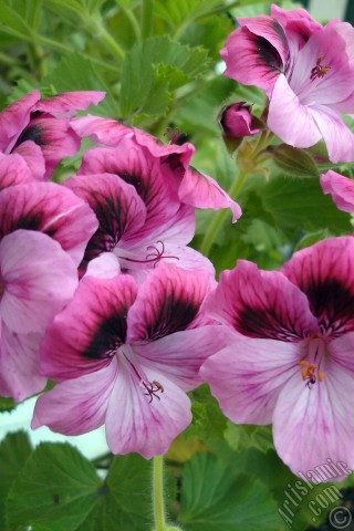 A mobile wallpaper and MMS picture for Apple iPhone 7s, 6s, 5s, 4s, Plus, iPods, iPads, New iPads, Samsung Galaxy S Series and Notes, Sony Ericsson Xperia, LG Mobile Phones, Tablets and Devices: Dark pink mottled Pelargonia -Geranium- flower.
