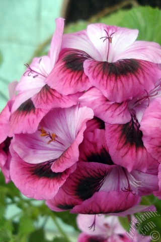 A mobile wallpaper and MMS picture for Apple iPhone 7s, 6s, 5s, 4s, Plus, iPods, iPads, New iPads, Samsung Galaxy S Series and Notes, Sony Ericsson Xperia, LG Mobile Phones, Tablets and Devices: Dark pink mottled Pelargonia -Geranium- flower.
